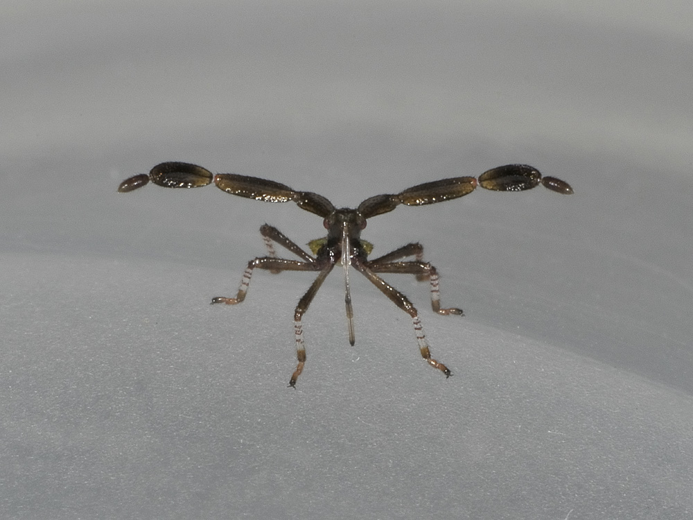 Coreidae: neanide di Gonocerus spp..